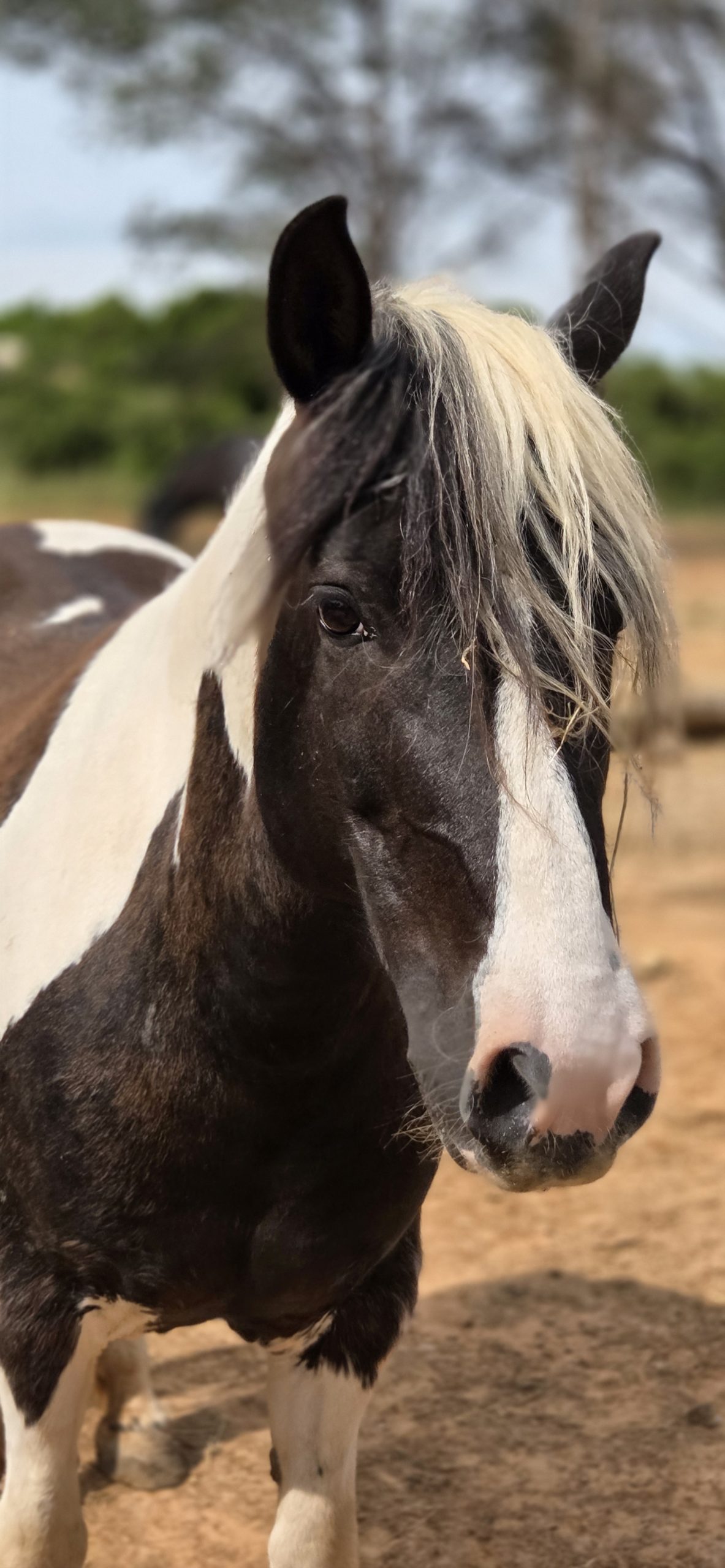 Arc en Ciel, cheval thérapeute du centre UNISUS à Martigues