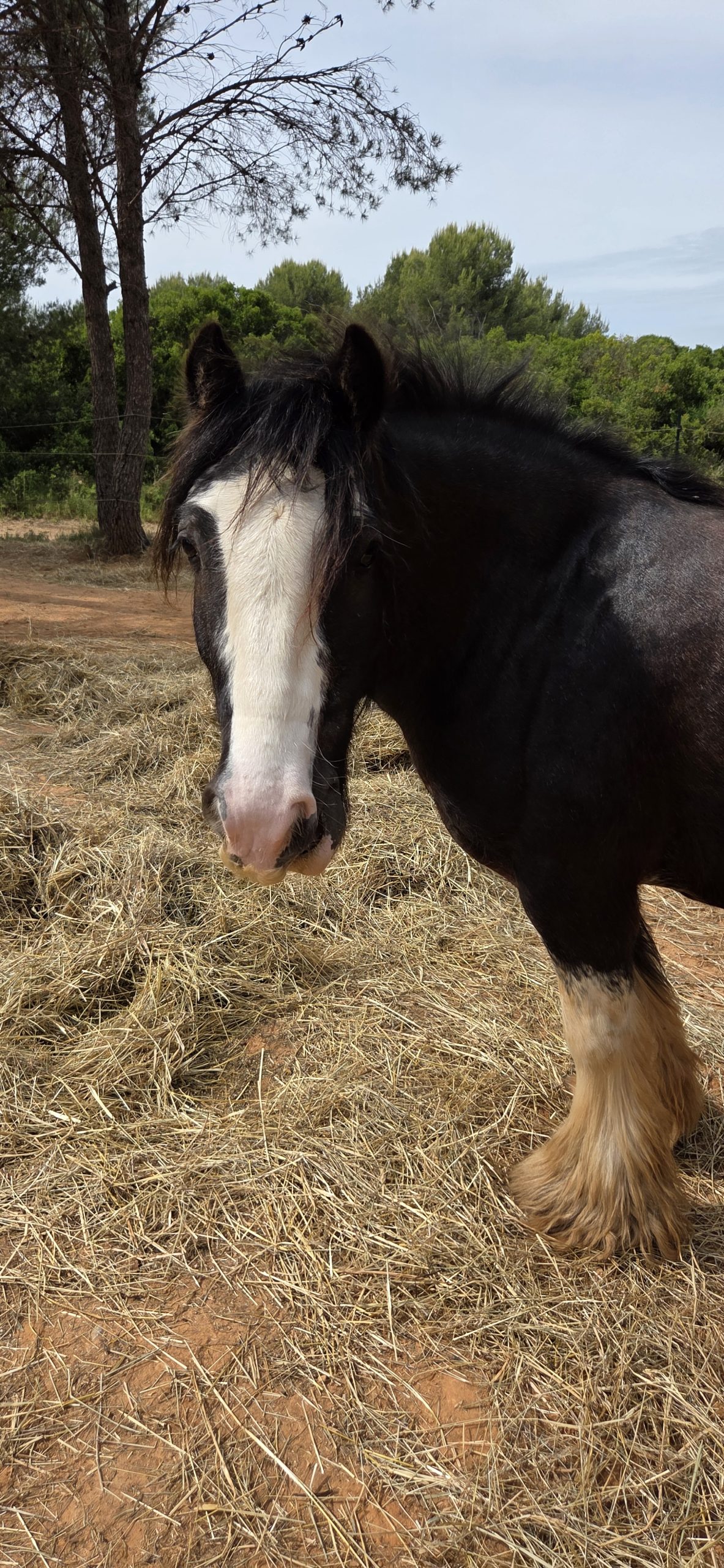 Blagdone, cheval de médiation animale au centre UNISUS Martigues