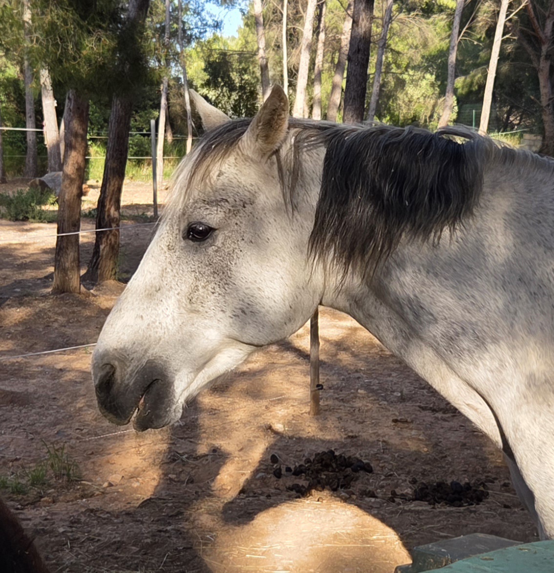 Butterflay, cheval de l'association UNISUS — équithérapie et médiation par le cheval, Martigues
