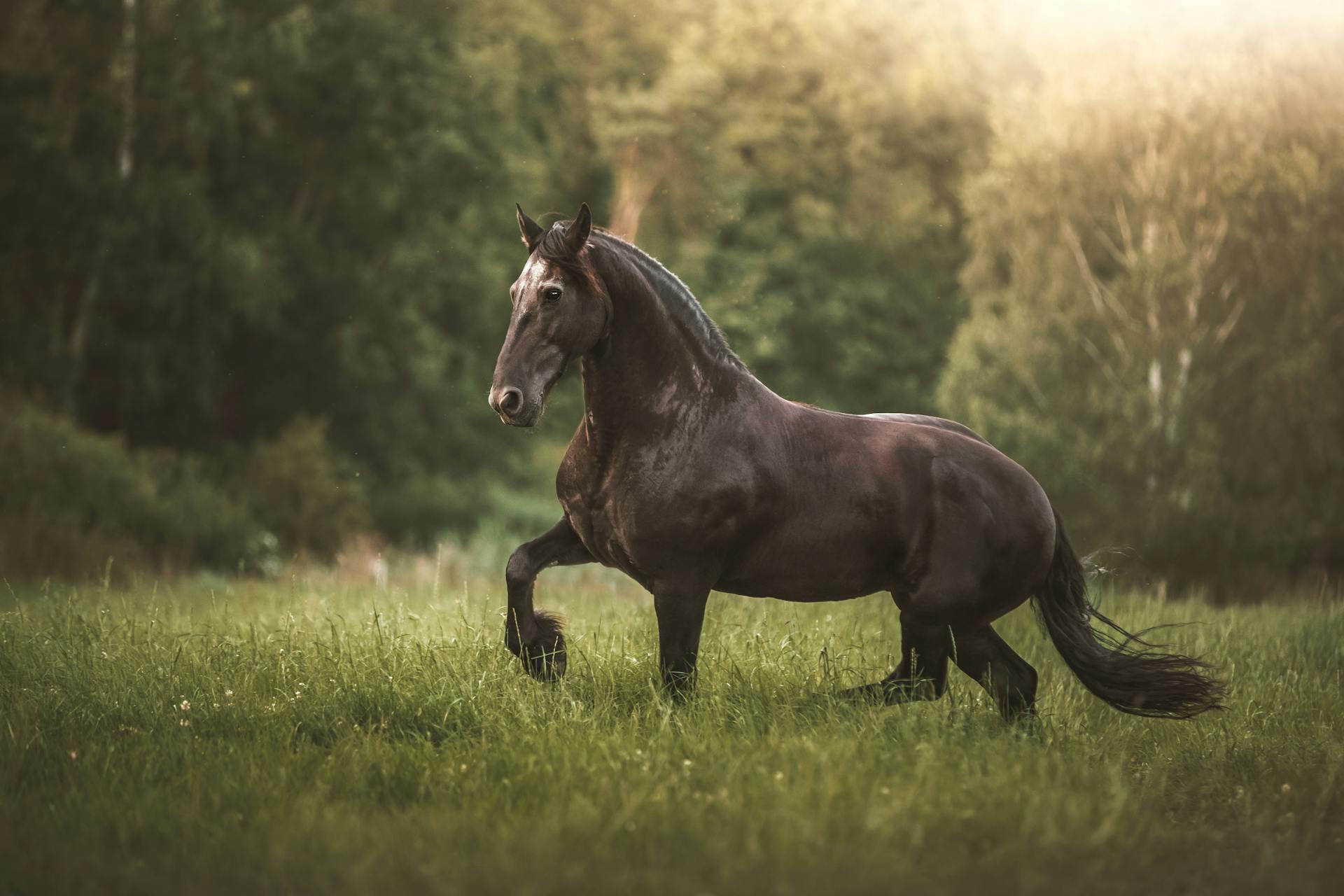 Cheval en liberté dans la nature