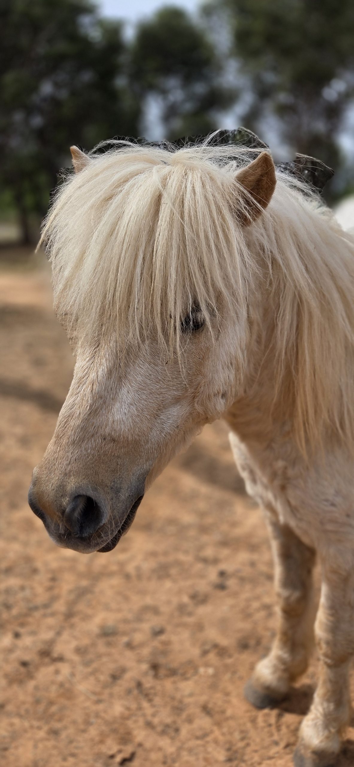 Lupin, cheval du centre d'équithérapie UNISUS à Martigues